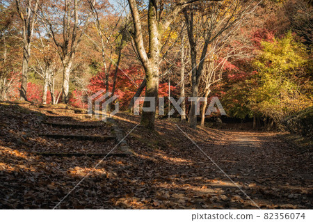公園長廊上的秋葉和落葉 公園長廊上的秋葉和落葉 82356074