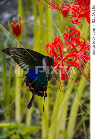 Cluster amaryllis and Alpine black swallowtail butterfly, Aridagawa-cho, Arida-gun, Wakayama Prefecture 82356166