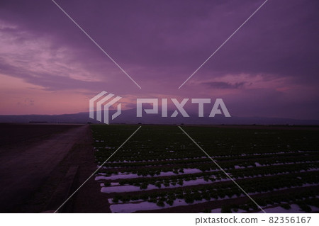 Vegetable field in Isahaya reclaimed land in the sunset sky of blue hour Vegetable field in Isahaya reclaimed land in the sunset sky of blue hour 82356167