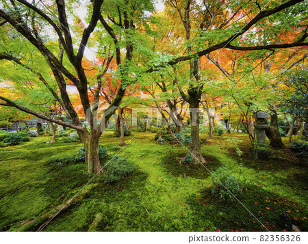 [京都]圓光寺的紅葉 82356326