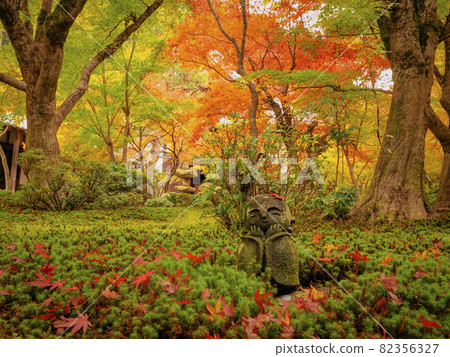 [京都]圓光寺地藏和苔蘚的秋葉 82356327