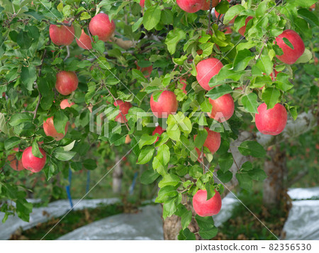 An apple called "Hirosaki Fuji" just before harvesting, which is ripe in bright red 82356530