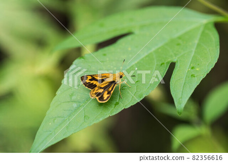 Potanthus flavus perching on leaves 82356616