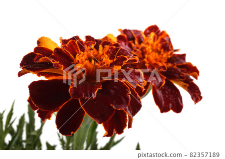 Growing marigolds isolated on white 82357189