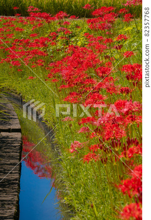 Cluster amaryllis in full bloom, Kishi River, Kinokawa City, Wakayama Prefecture 82357768