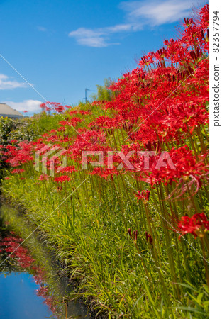 Cluster amaryllis in full bloom, Kishi River, Kinokawa City, Wakayama Prefecture 82357794