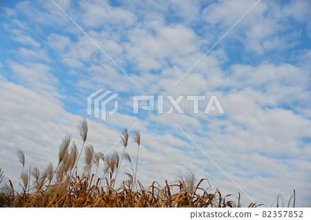 Susuki and autumn sky Susuki and autumn sky 82357852