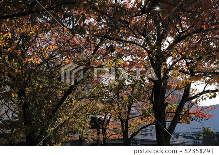 紅葉和京阪電車 82358291