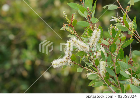 Close up of Melaleuca quinquenervia flower on blur background. Close up of Melaleuca quinquenervia flower on blur background. 82358324