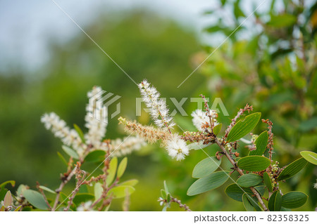Close up of Melaleuca quinquenervia flower on blur background. Close up of Melaleuca quinquenervia flower on blur background. 82358325