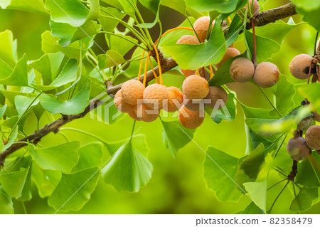 Ripe ginnan Ripe ginnan 82358479