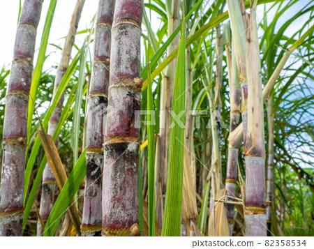 Sugarcane field at sunrise in Thailand 82358534