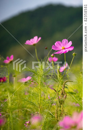 Cosmos flowers Asuka Village, Nara Prefecture 82358581