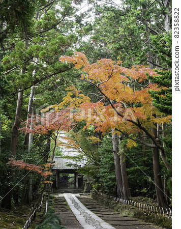 Kamakura / Autumn Sofukuji Temple approach Kamakura / Autumn Sofukuji Temple approach 82358822