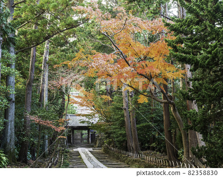Kamakura / Autumn Sofukuji Temple approach Kamakura / Autumn Sofukuji Temple approach 82358830