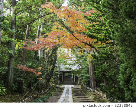 Kamakura / Autumn Sofukuji Temple approach Kamakura / Autumn Sofukuji Temple approach 82358842