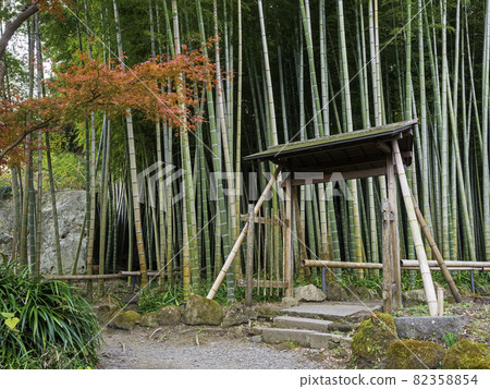 鎌倉/ Eishoji寺:竹林和秋葉 鎌倉/ Eishoji寺:竹林和秋葉 82358854
