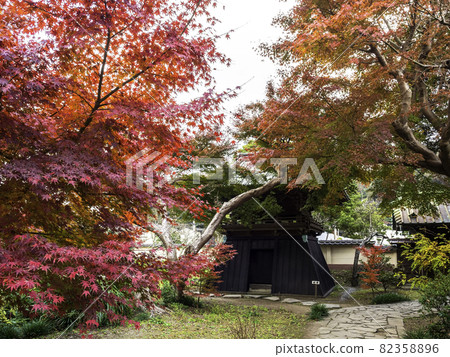 鎌倉/ Eishoji寺：鐘樓和秋葉 82358896