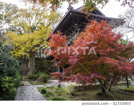 鎌倉/永勝寺山門和秋葉 82358903