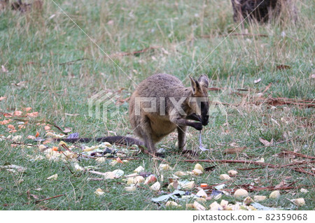 Standing Wallabies_2 82359068