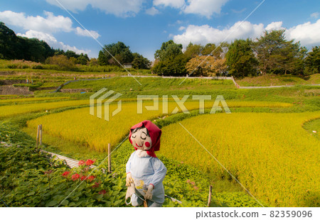 奈良縣明日香村稻淵秋稻草村的風景 奈良縣明日香村稻淵秋稻草村的風景 82359096