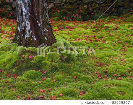 [Kyoto] Moss and autumn leaves of Saihoji Temple 82359207