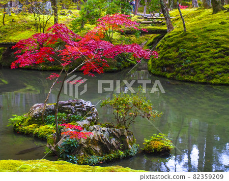 [Kyoto] Moss and autumn leaves of Saihoji Temple 82359209