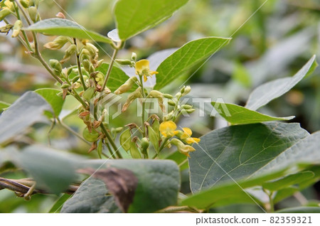 Tanuki bean flower 82359321