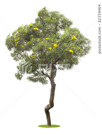The freshness big green tree with yellow flowers isolated on white. The freshness big green tree with yellow flowers isolated on white. 82359464