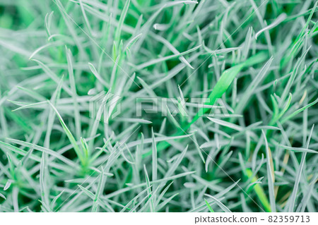 texture of green shoots ground cover flowers close-up 82359713