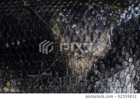 Rudd fish scales background Rudd fish scales background 82359831