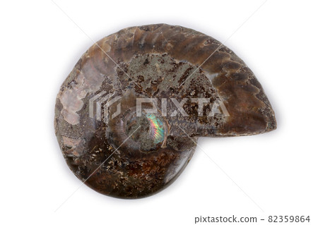 Ammonite isolated on white 82359864