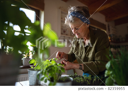 Happy senior woman indoors at home, planting herbs. 82359955