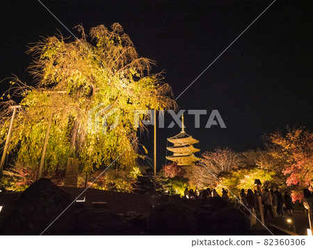[Kyoto] Five-storied pagoda and autumn leaves lit up at Toji Temple 82360306