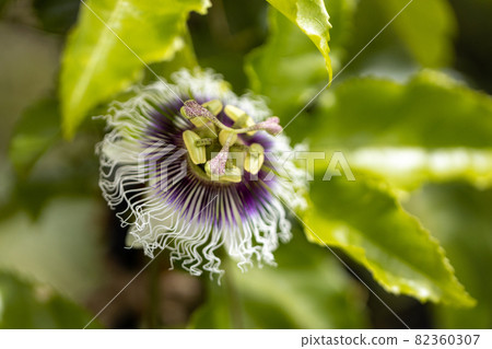 百香果花（西番蓮） 82360307