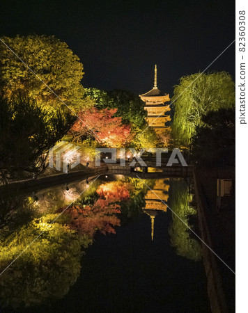 [Kyoto] Five-storied pagoda and autumn leaves lit up at Toji Temple 82360308