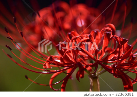 Cluster amaryllis 82360391