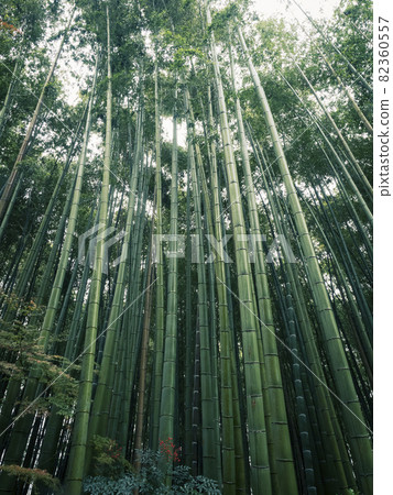 【京都】竹廟地藏院竹林秋葉 82360557