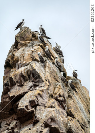 Peruvian boobies at the Ballestas Islands in Peru 82361268