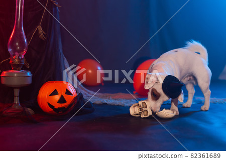Halloween celebration concept. Funny dog eating from halloween artificial skull 82361689