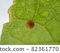 Egg of the musk 82361770