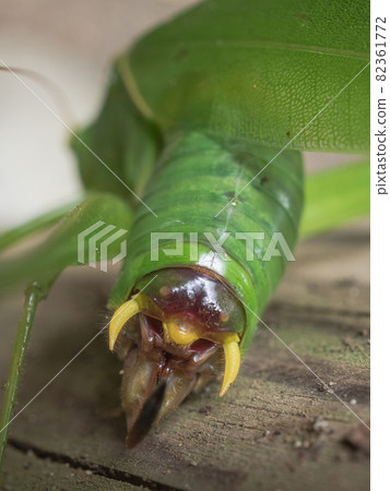 Pierced ears 82361772