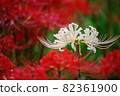 群集孤挺花 82361900