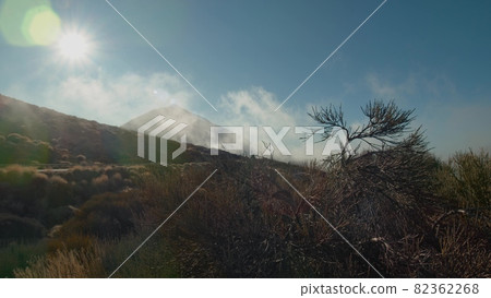 A closeup of a coniferous shrub against the misty Teide volcano A closeup of a coniferous shrub against the misty Teide volcano 82362268