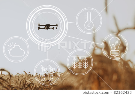 Flying drone above wheat field. Agricultural and technology innovations concept Flying drone above wheat field. Agricultural and technology innovations concept 82362423