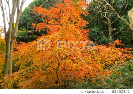 Burning Autumn 82362561