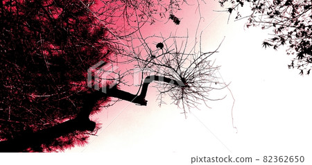 刺穿秋空的北漢山松樹幹 刺穿秋空的北漢山松樹幹 82362650