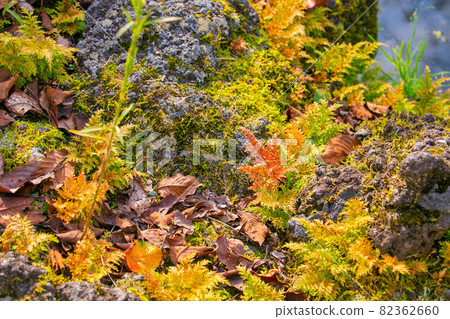 Colorful autumn leaves autumn material Colorful autumn leaves autumn material 82362660