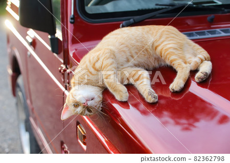 Local cat relaxing on the 4WD hood 82362798