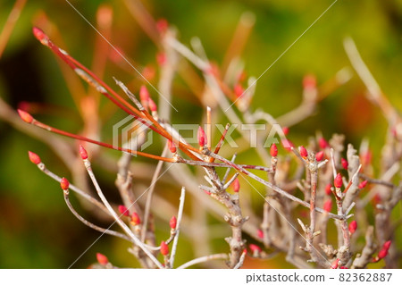 Red tree buds waiting for spring 82362887